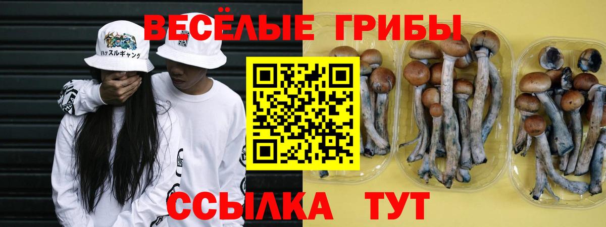 Северобайкальск  Галлюциногенные грибы Psilocybe  Вход с VPN 